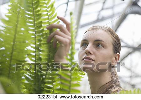 portrait of young woman in greenhouse looking at fern View Large Photo Image Stock Image - portrait of young woman in greenhouse looking at fern. Fotosearch