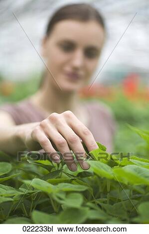 portrait of young woman in greenhouse touching plants View Large Photo Image Stock Image - portrait of young woman in greenhouse touching plants. Fotosearch