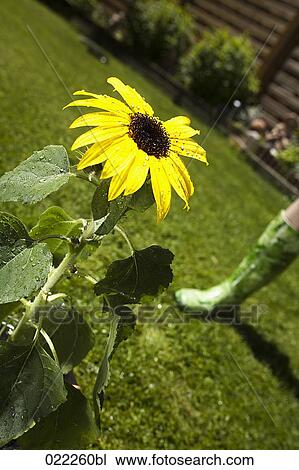sunflower in garden View Large Photo Image Stock Image - sunflower in garden. Fotosearch