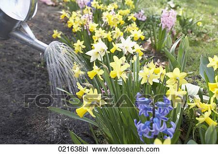 watering of flowerbed View Large Photo Image Stock Image - watering of flowerbed. Fotosearch
