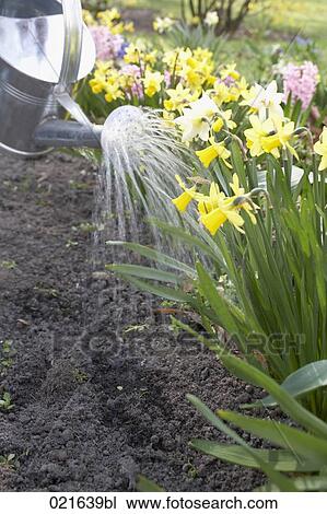 watering of flowerbed View Large Photo Image Stock Image - watering of flowerbed. Fotosearch