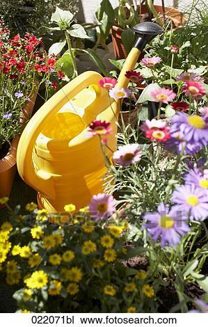 yellow watering can surrounded by colourful flowers View Large Photo Image Stock Image - yellow watering can surrounded by colourful flowers. Fotosearch