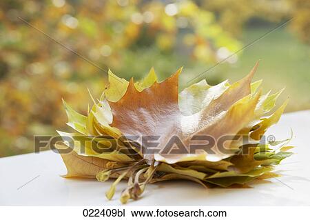autumn leaves View Large Photo Image Stock Image - autumn leaves. Fotosearch
