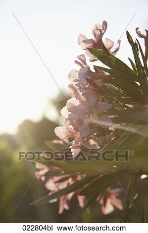 back lit flower blossoms View Large Photo Image Stock Image - back lit flower blossoms. Fotosearch