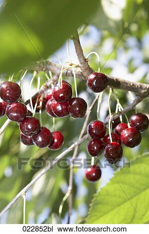 cherries on tree View Large Photo Image Stock Image - cherries on tree. Fotosearch