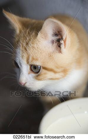 close-uo of kitten View Large Photo Image Stock Image - close-uo of kitten. Fotosearch