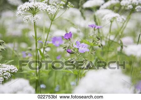 Stock Image - close-up of alpine flowers. Fotosearch