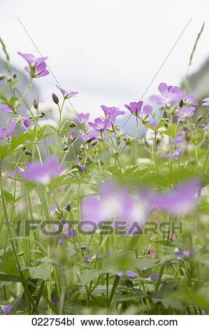 close-up of alpine flowers View Large Photo Image Stock Image - close-up of alpine flowers. Fotosearch
