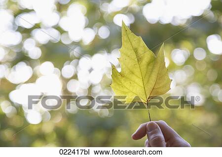 close-up of female hand holding leaf View Large Photo Image Stock Image - close-up of female hand holding leaf. Fotosearch