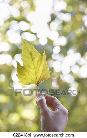 Stock Image - close-up of female hand holding leaf. Fotosearch
