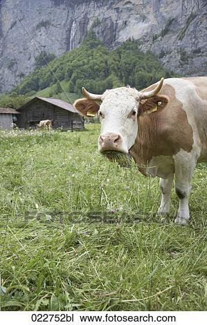 cow on meadow in the Swiss Alps View Large Photo Image Stock Image - cow on meadow in the Swiss Alps. Fotosearch