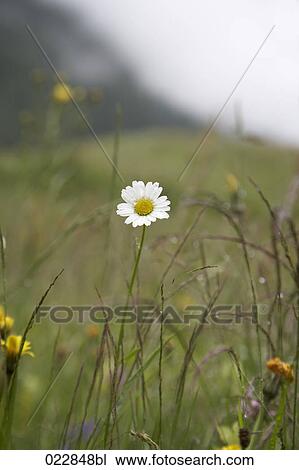 daisy flower View Large Photo Image Stock Image - daisy flower. Fotosearch