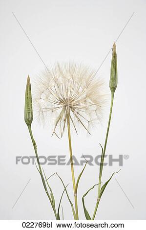 dandelion View Large Photo Image Stock Image - dandelion. Fotosearch