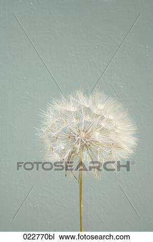 dandelion View Large Photo Image Stock Image - dandelion. Fotosearch