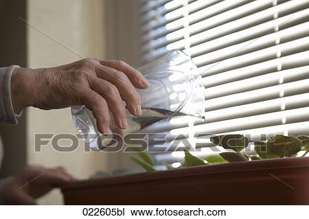 detail of senior woman watering flowers at home View Large Photo Image Stock Image - detail of senior woman watering flowers at home. Fotosearch