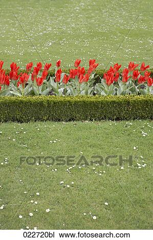 flowerbed with tulips View Large Photo Image Stock Image - flowerbed with tulips. Fotosearch