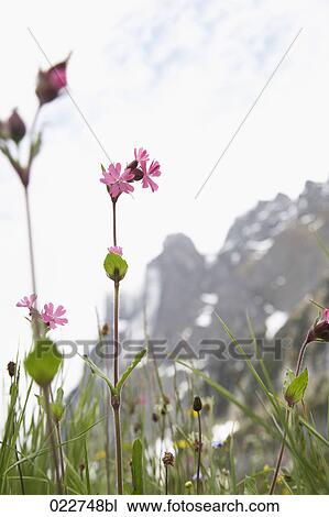 flowers on meadow in the Swiss mountains near Grindelwald View Large Photo Image Stock Image - flowers on meadow in the Swiss mountains near Grindelwald. Fotosearch