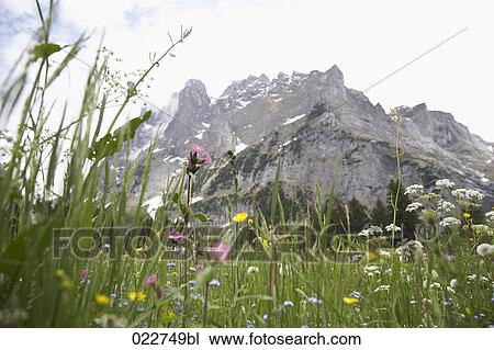 flowers on meadow in the Swiss mountains near Grindelwald View Large Photo Image Stock Image - flowers on meadow in the Swiss mountains near Grindelwald. Fotosearch