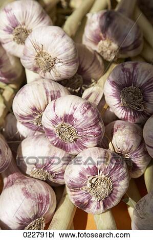 garlic on display at market View Large Photo Image Stock Image - garlic on display at market. Fotosearch