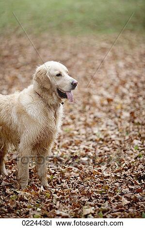 golden retriever in park in autumn View Large Photo Image Stock Image - golden retriever in park in autumn. Fotosearch
