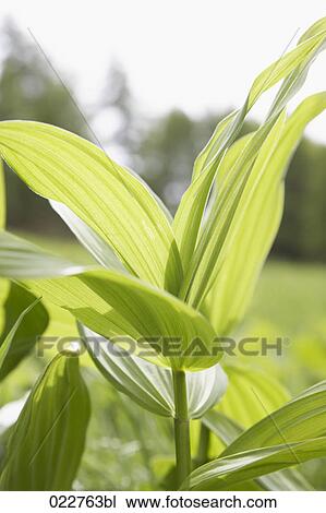 green plant View Large Photo Image Stock Image - green plant. Fotosearch