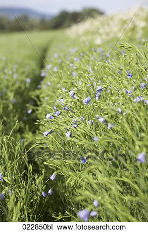linseed field View Large Photo Image Stock Image - linseed field. Fotosearch