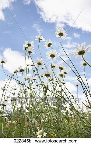 low angle view of daisies View Large Photo Image Stock Image - low angle view of daisies. Fotosearch