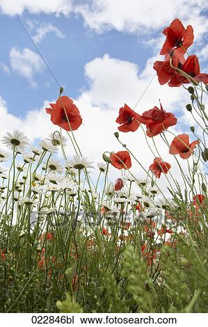 low angle view of poppies and daisies View Large Photo Image Stock Image - low angle view of poppies and daisies. Fotosearch