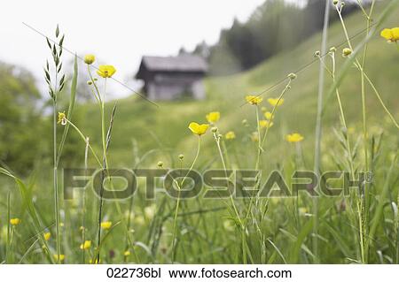 Stock Image - meadow with alpine flowers near Lungern in Switzerland. Fotosearch