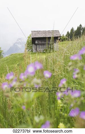 meadow with alpine flowers near Lungern in Switzerland View Large Photo Image Stock Image - meadow with alpine flowers near Lungern in Switzerland. Fotosearch