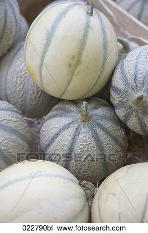 melons on display at market View Large Photo Image Stock Image - melons on display at market. Fotosearch