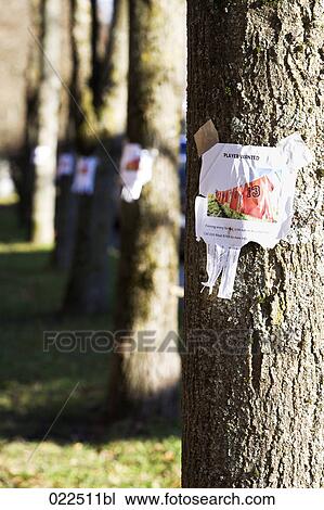 note with ad searching for football players sticking on tree View Large Photo Image Stock Image - note with ad searching for football players sticking on tree. Fotosearch