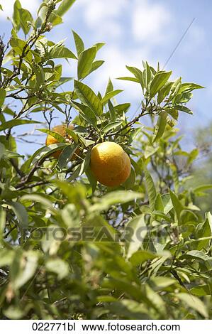Stock Image - oranges on tree. Fotosearch