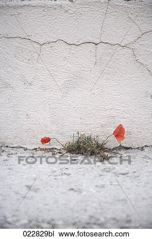 poppy growing in front of wall View Large Photo Image Stock Image - poppy growing in front of wall. Fotosearch