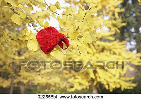 red cap hanging in branch of autumn tree View Large Photo Image Stock Image - red cap hanging in branch of autumn tree. Fotosearch