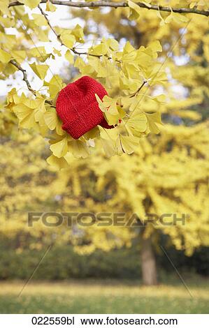 red cap hanging in branch of autumn tree View Large Photo Image Stock Image - red cap hanging in branch of autumn tree. Fotosearch