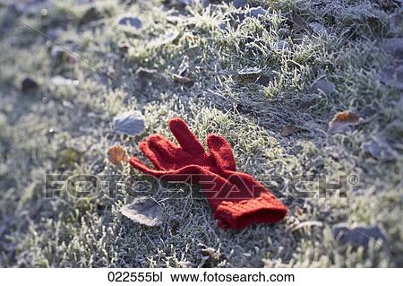 red glove lying in autumn grass View Large Photo Image Stock Image - red glove lying in autumn grass. Fotosearch