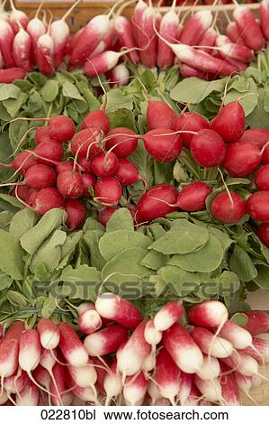 red radishes on display at market View Large Photo Image Stock Image - red radishes on display at market. Fotosearch