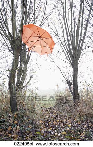 red umbrella hanging in tree in autumn View Large Photo Image Stock Image - red umbrella hanging in tree in autumn. Fotosearch