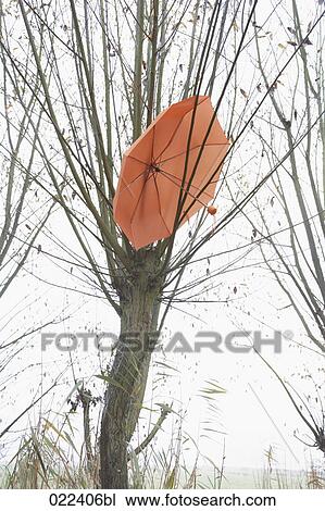 red umbrella hanging in tree in autumn View Large Photo Image Stock Image - red umbrella hanging in tree in autumn. Fotosearch