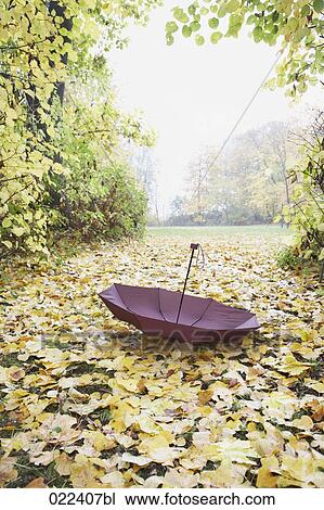 red umbrella lying in park in autumn View Large Photo Image Stock Image - red umbrella lying in park in autumn. Fotosearch