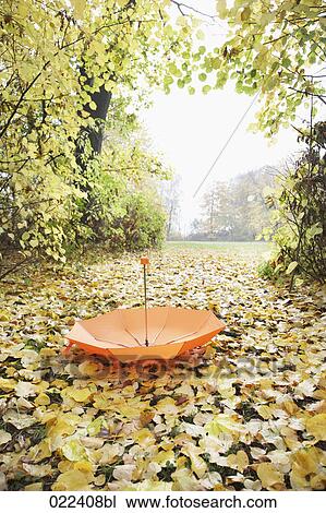 red umbrella lying in park in autumn View Large Photo Image Stock Image - red umbrella lying in park in autumn. Fotosearch