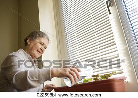 senior woman watering flowers at home View Large Photo Image Stock Image - senior woman watering flowers at home. Fotosearch