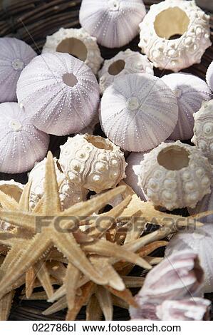 shellfish in a bowl View Large Photo Image Stock Image - shellfish in a bowl. Fotosearch