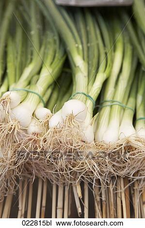 spring onions on display at market View Large Photo Image Stock Image - spring onions on display at market. Fotosearch