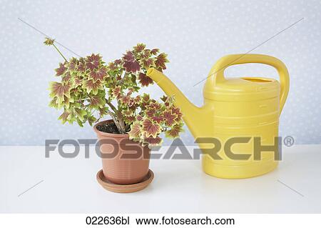 still life of potted plant and watering can View Large Photo Image Stock Image - still life of potted plant and watering can. Fotosearch