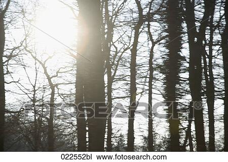sun shining through autumn trees View Large Photo Image Stock Image - sun shining through autumn trees. Fotosearch