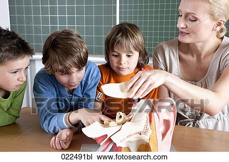 teacher demonstrating model of human body to three pupils View Large Photo Image Stock Image - teacher demonstrating model of human body to three pupils. Fotosearch