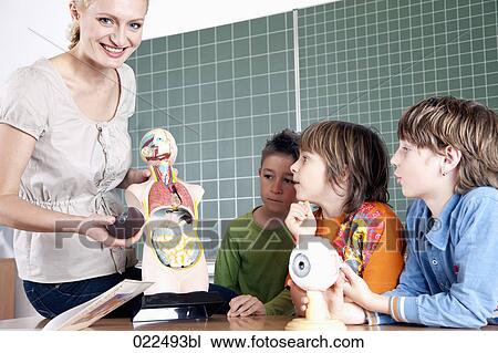 teacher demonstrating model of human body to three pupils View Large Photo Image Stock Image - teacher demonstrating model of human body to three pupils. Fotosearch