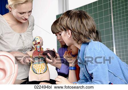teacher demonstrating model of human body to three pupils View Large Photo Image Stock Image - teacher demonstrating model of human body to three pupils. Fotosearch